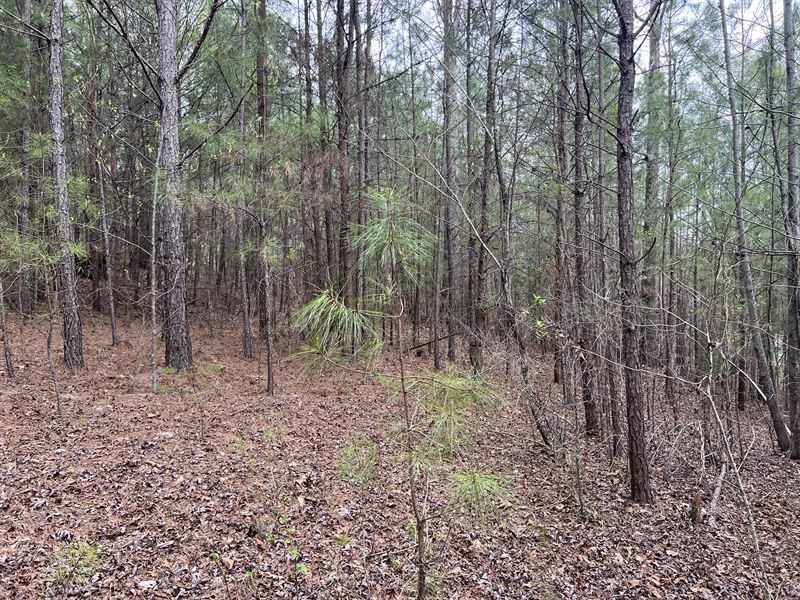 2 +/- Wooded Acres Walker County : Rocky Face : Walker County : Georgia