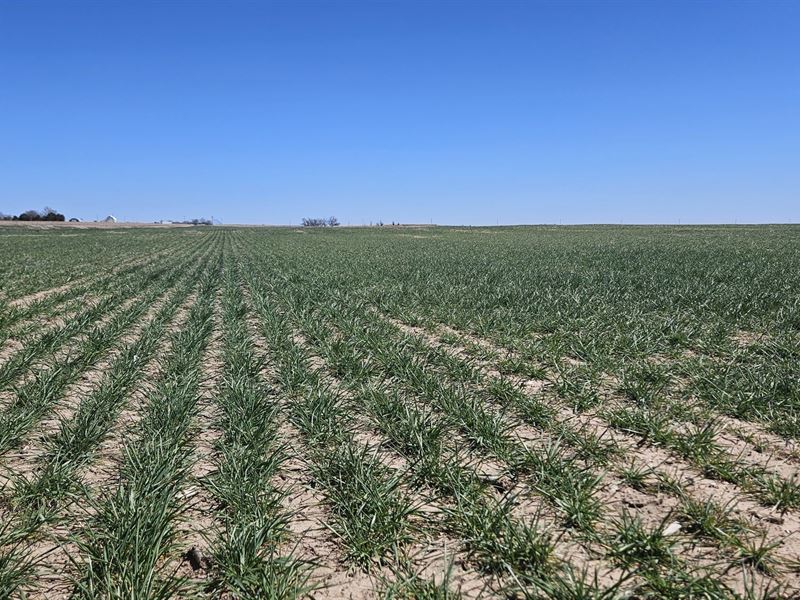 Heath Dryland Quarter : Paoli : Phillips County : Colorado