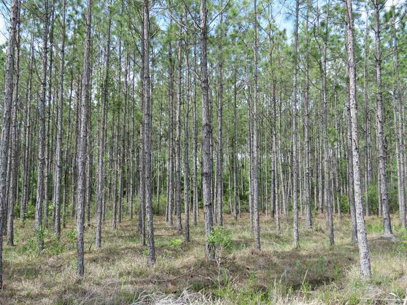 Waccasassa Flatwoods Tract : Chiefland : Levy County : Florida