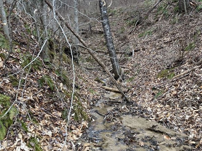 Wooded Land, Paved Road and Creek : Grassy Creek : Ashe County : North Carolina