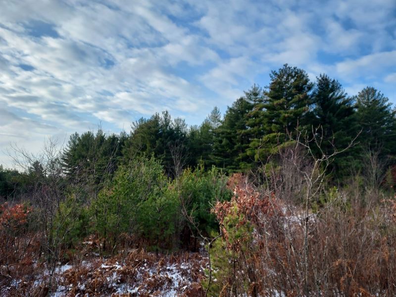 5 Affordable Acres Tomahawk, WI : Tomahawk : Oneida County : Wisconsin