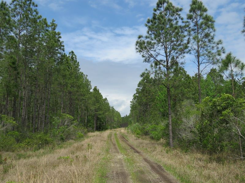 O-I Timberland Tract : Chiefland : Levy County : Florida