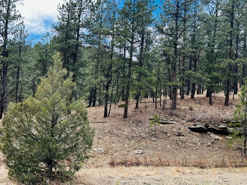 Lot 36 Logging Canyon Rd 36, Weston : Weston : Las Animas County : Colorado