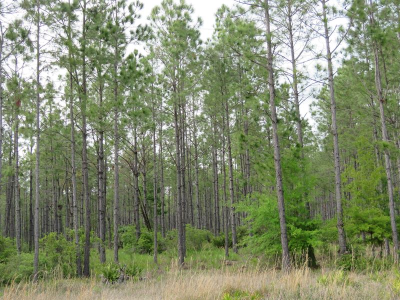 Otter Creek East Tract : Otter Creek : Levy County : Florida