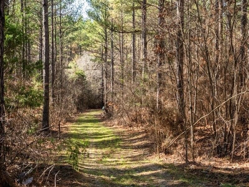 Timber Investment Montgomery County : Kilmichael : Montgomery County : Mississippi