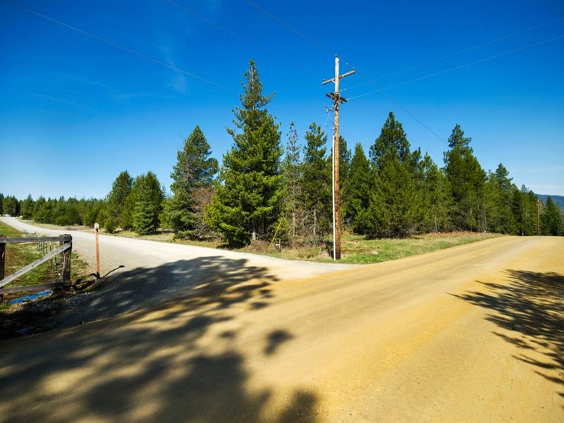 Miss Kitty on The Peninsula : Priest River : Bonner County : Idaho