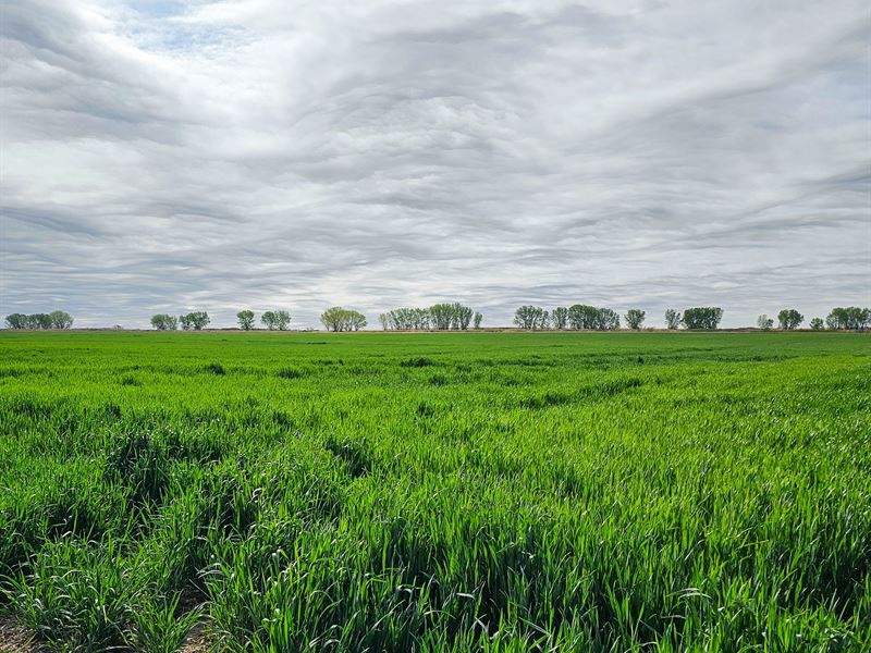 Lee Carlin Farm for Sale : Wiley : Prowers County : Colorado