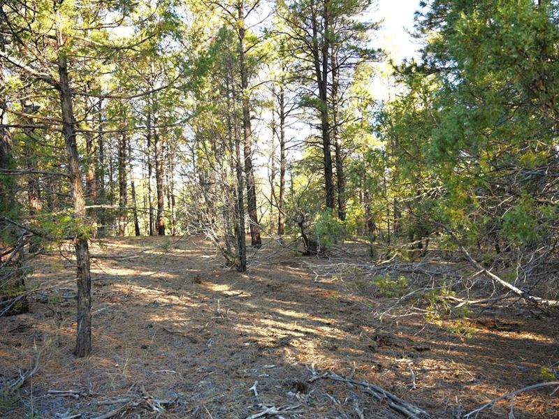 Tierra Bonita : Tierra Amarilla : Rio Arriba County : New Mexico