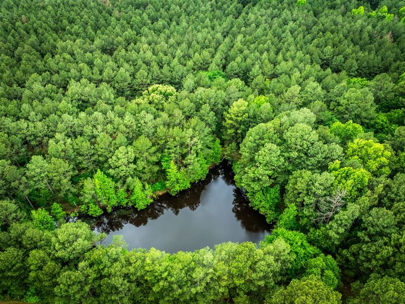 Beaver Creek Ranch : Alto : Cherokee County : Texas