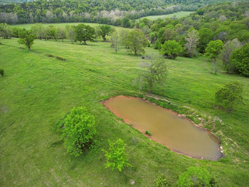 Missouri Ozarks Cattle Farm : Gainesville : Ozark County : Missouri