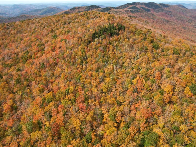 Huntington Peak Forest : Huntington : Chittenden County : Vermont