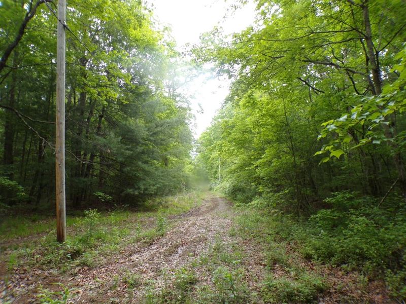 Private, Level, Hardwood Trees : Crossville : Cumberland County : Tennessee