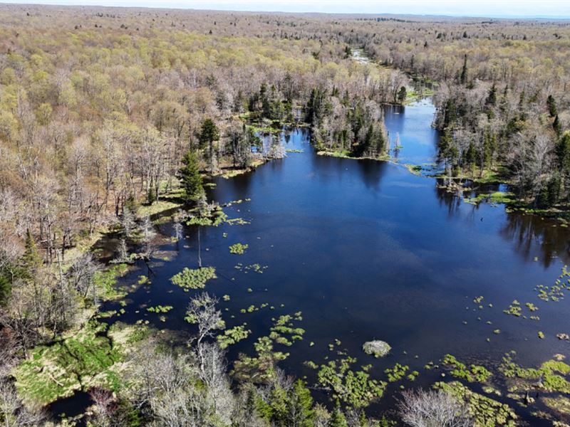 Osceola Forest : Osceola : Lewis County : New York