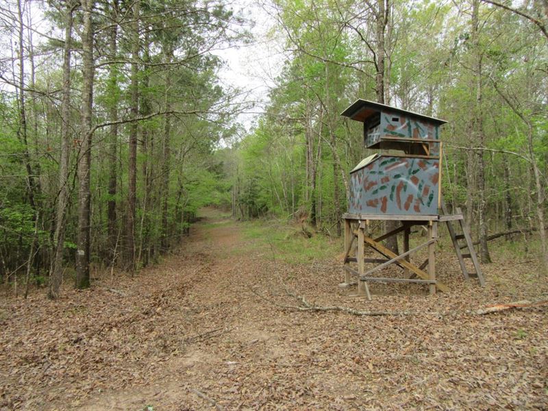 Johnson Hunting Club, Nevada County : Rosston : Nevada County : Arkansas