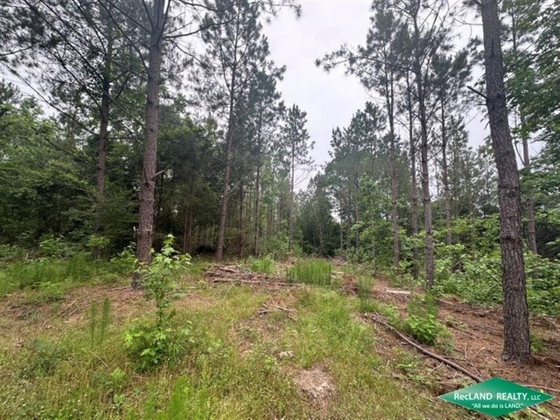 28 Ac, Wooded Tract for Home Site : Downsville : Union Parish : Louisiana