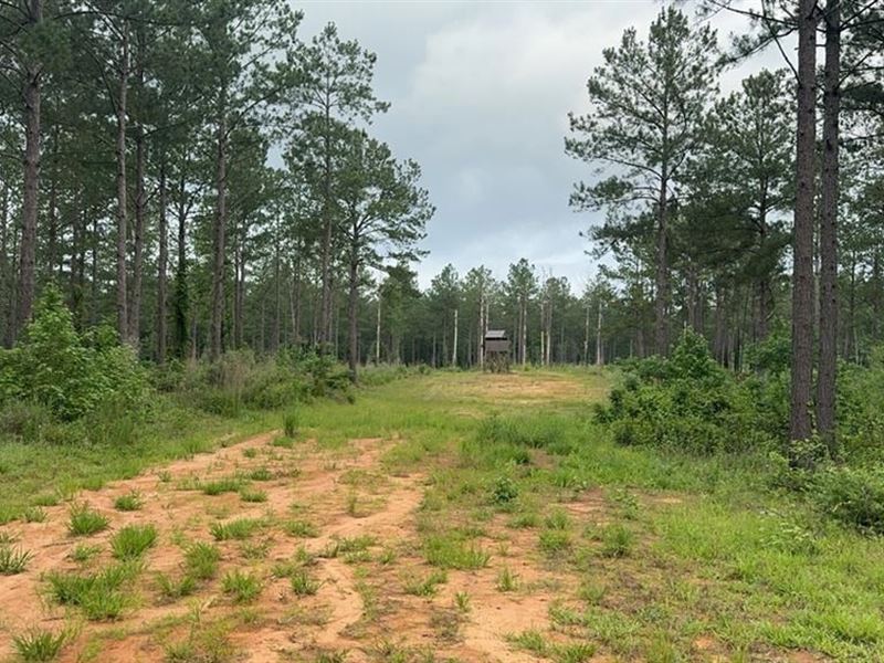 42 Acres Hunting Timberland for Sal : Liberty : Amite County : Mississippi