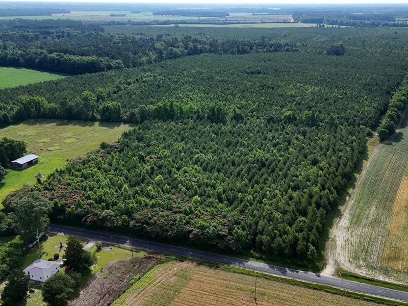 Steed Tract : Rowland : Robeson County : North Carolina