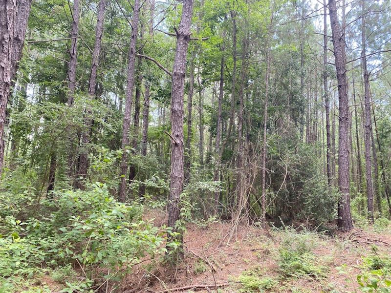 Plainview Pines Tract 20 : Elizabeth : Rapides Parish : Louisiana