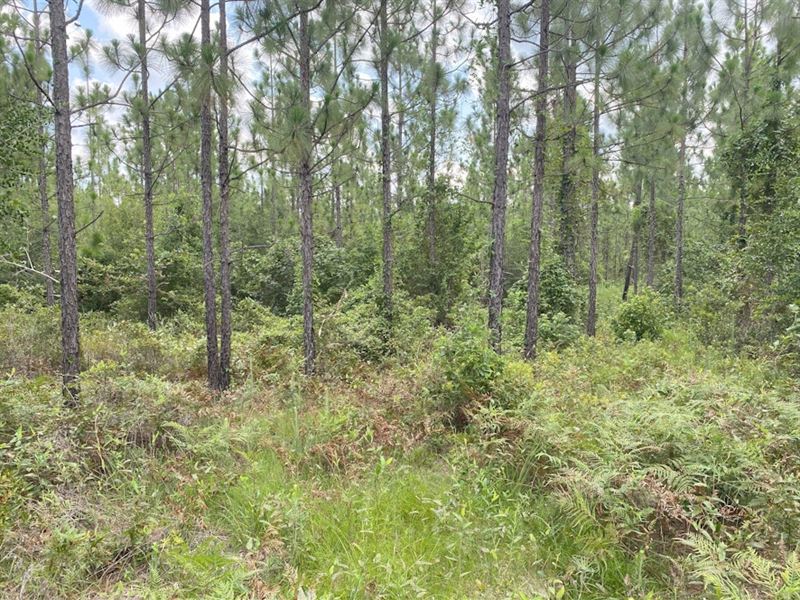 Plainview Pines Tract 10 : Elizabeth : Rapides Parish : Louisiana