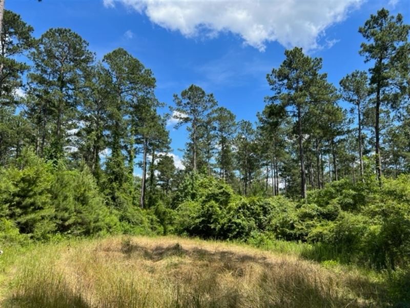 110 Acres Sandy Hook, MS : Tylertown : Walthall County : Mississippi