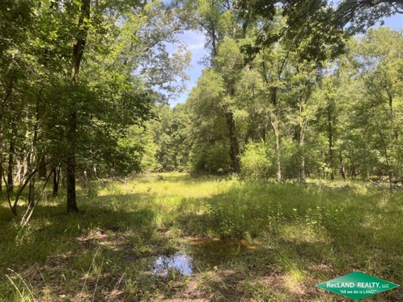 139 Ac, Waterfront, Hunting, Camp : Winnfield : Winn Parish : Louisiana