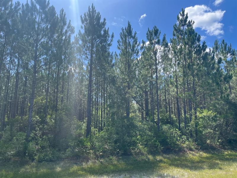 25 Acres of Planted Pine on Suwanne : Waycross : Ware County : Georgia