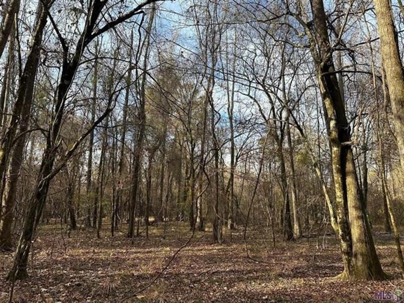 80 Acre Hunting Property for Sale : Clarks : Caldwell Parish : Louisiana