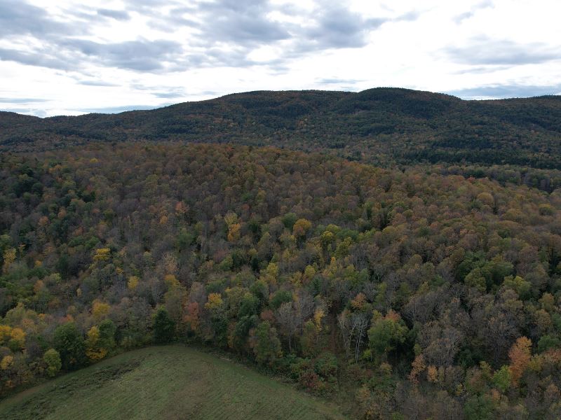 Lewis Creek Forest : Starks : Addison County : Vermont