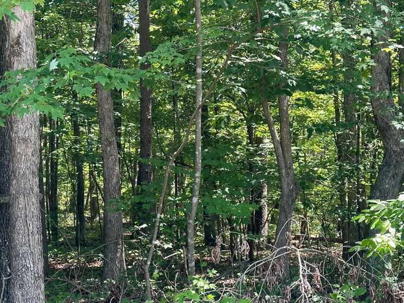 2.65 Acres Wooded Lot Near Chatta : South Pittsburg : Marion County : Tennessee