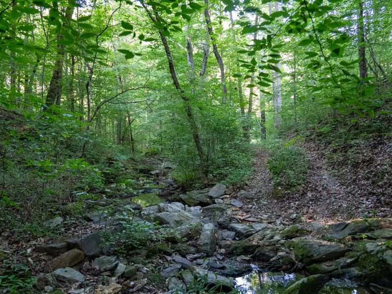 Beautiful 50 Acre Tract in Sycamore : Sycamore : Talladega County : Alabama