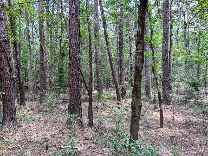 180 Acres County Line Road : Livingston : Polk County : Texas