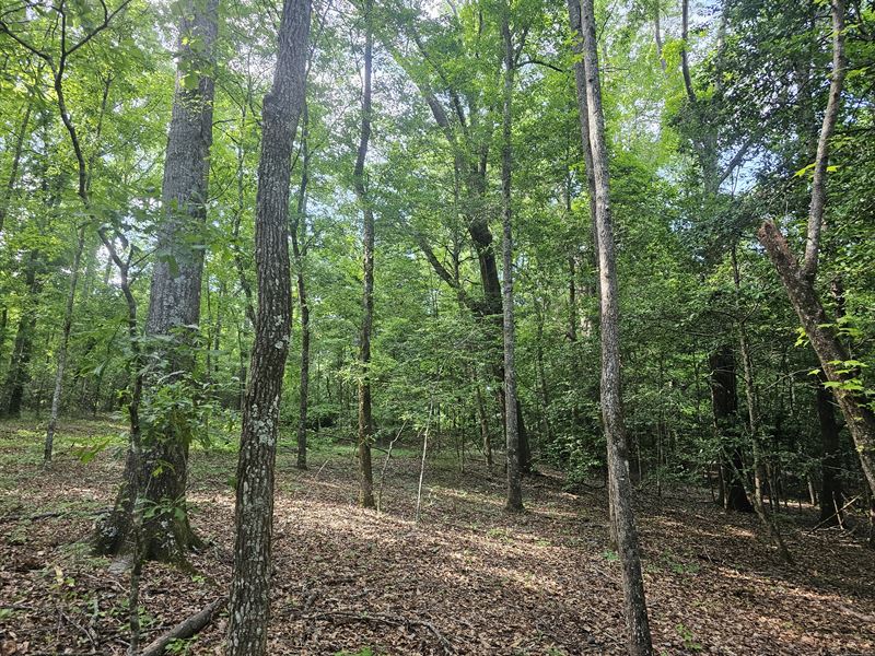 Banks Sweet 16 Acres : Banks : Pike County : Alabama