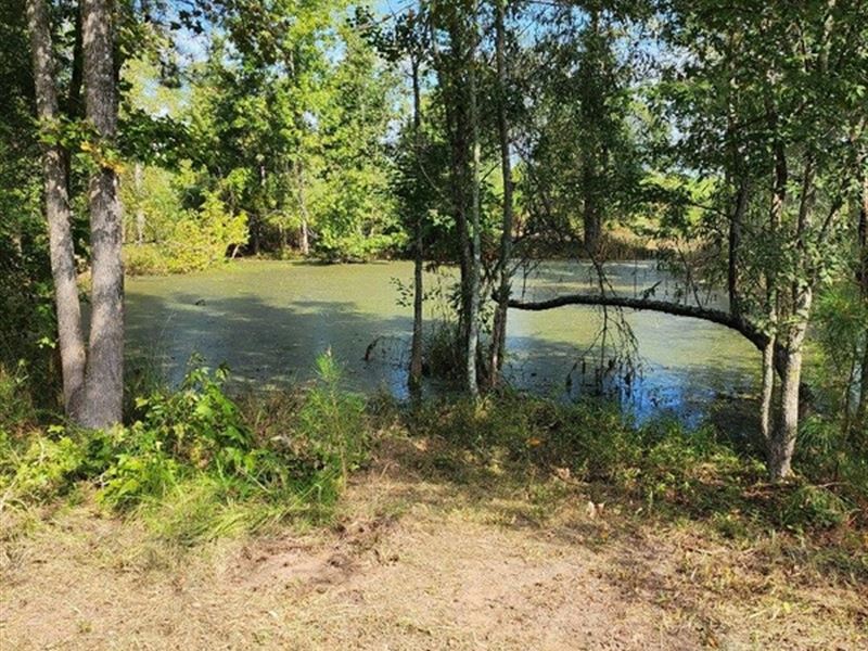 68 Acres in Scott County, MS : Morton : Scott County : Mississippi