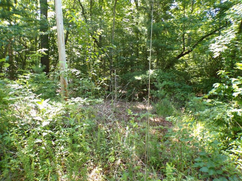 Private, Wooded Lot, Wildlife : Crossville : Cumberland County : Tennessee