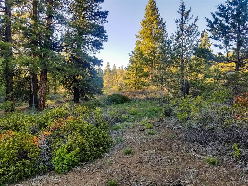 Klamath Falls Forest Estates : Bonanza : Klamath County : Oregon