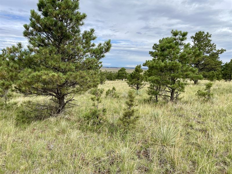 Ridge Road Pines and Views East : Ramah : Elbert County : Colorado