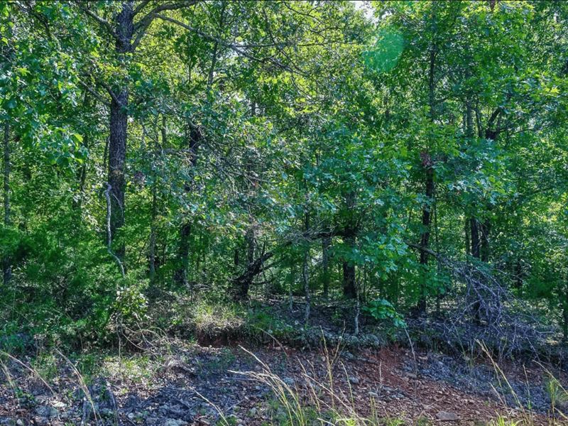 Embrace Nature's Symphony : Horseshoe Bend : Izard County : Arkansas