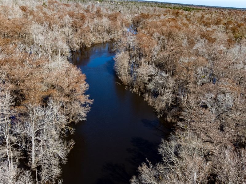 53 Ac Chipola River Frontage : Blountstown : Calhoun County : Florida