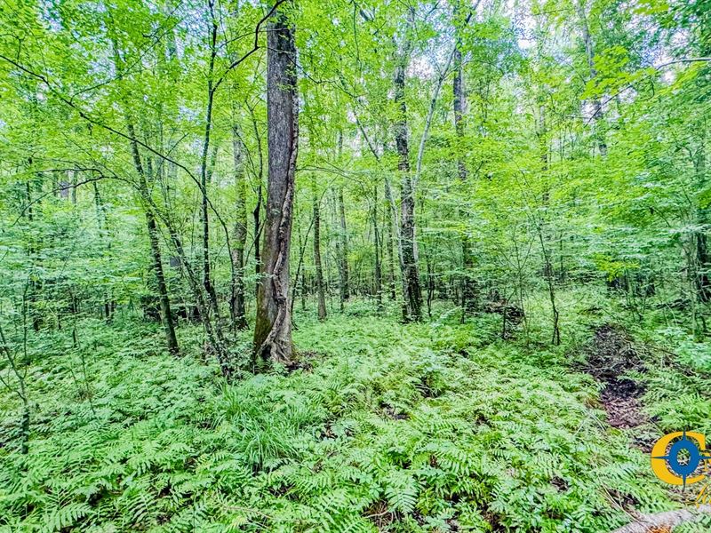 Potato Creek Tract : The Rock : Upson County : Georgia