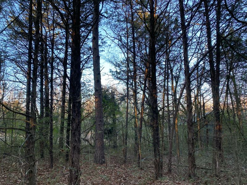 Amazing Land for Sale in Baxter : Mountain Home : Baxter County : Arkansas