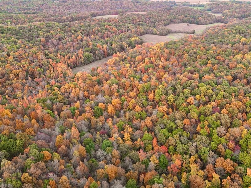 50 Acres for Sale in Burfordvill : Burfordville : Cape Girardeau County : Missouri