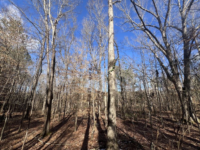 46.25 Acres Marion County : Vina : Marion County : Alabama