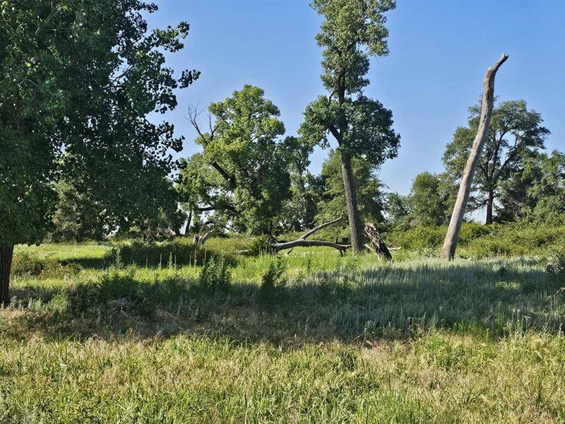 Wild Blackberry Ranch : Buhler : Harvey County : Kansas