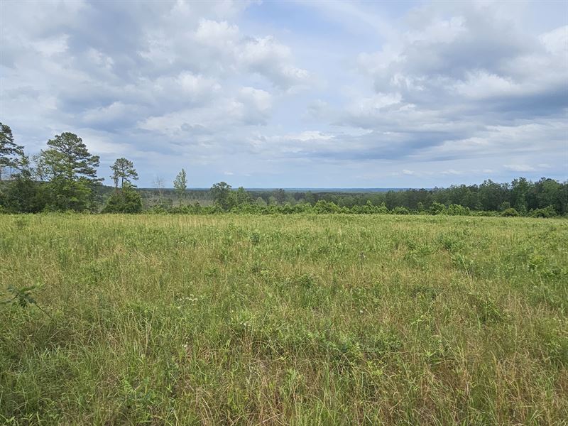 Grand View 20 Acres : Clopton : Henry County : Alabama