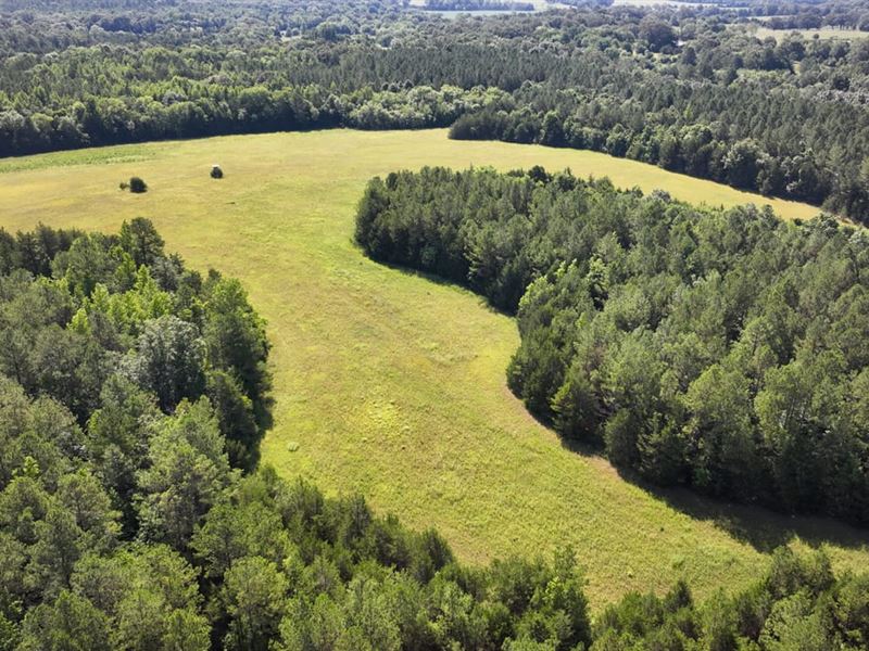 Clay County, 660 Acres Big Timber : West Point : Clay County : Mississippi