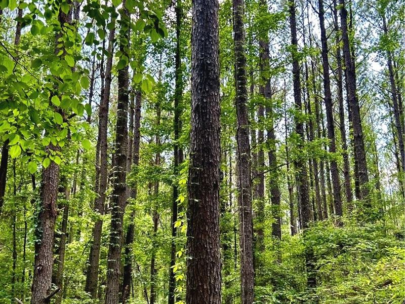 165 Acres in Attala County in Goodm : Goodman : Attala County : Mississippi