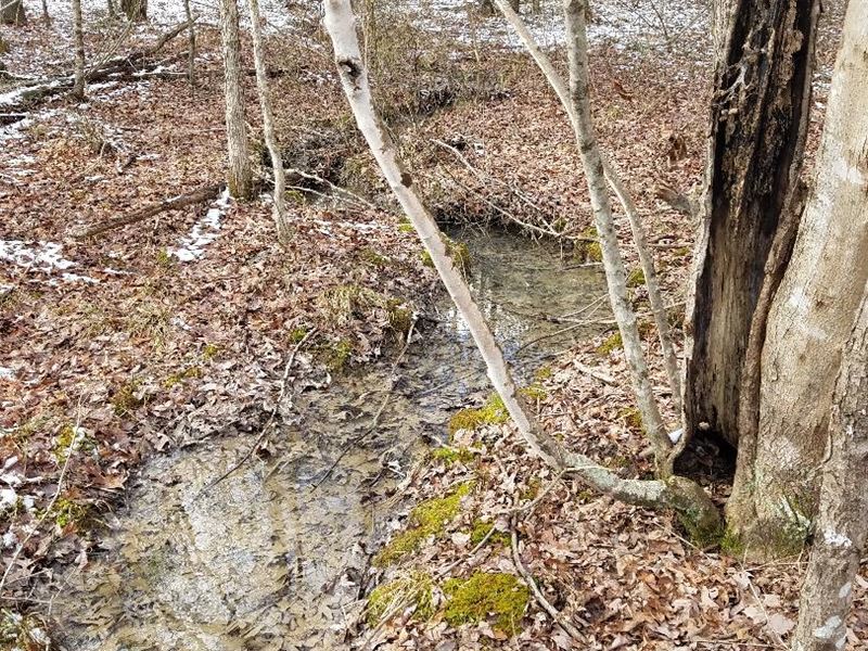 Creek, Woods, Private : Spencer : Van Buren County : Tennessee