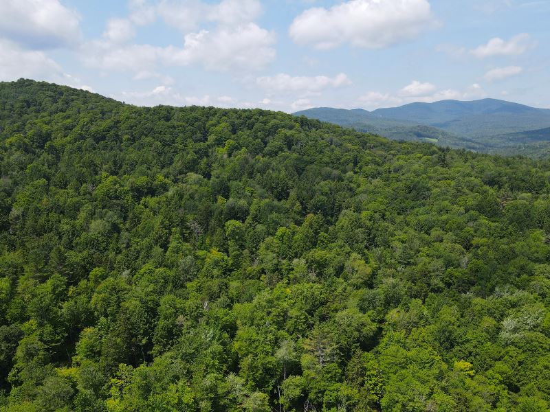 Old Stage Road Forest : Bethel : Windsor County : Vermont