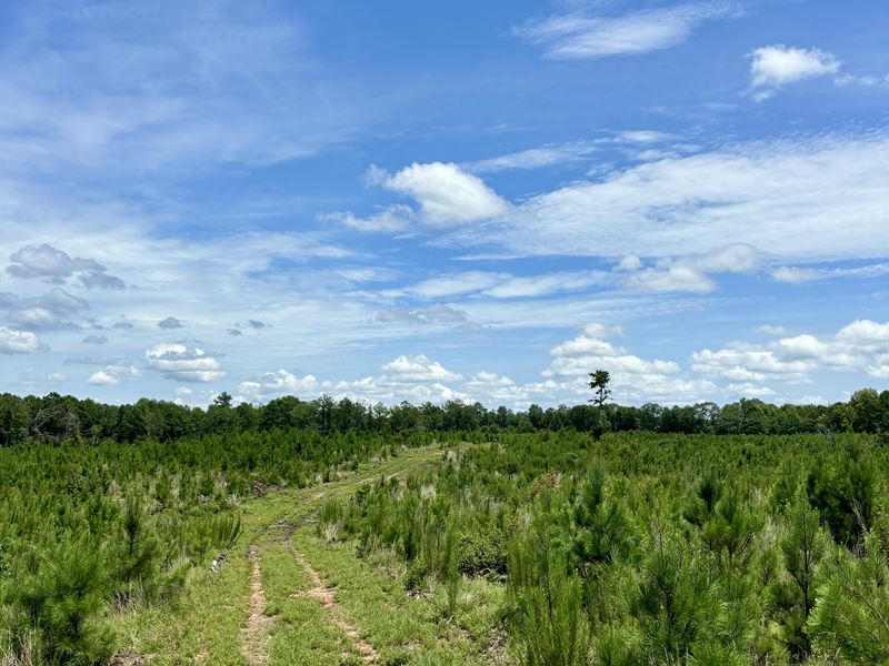 Victoria Road Tract C : Carlton : Oglethorpe County : Georgia