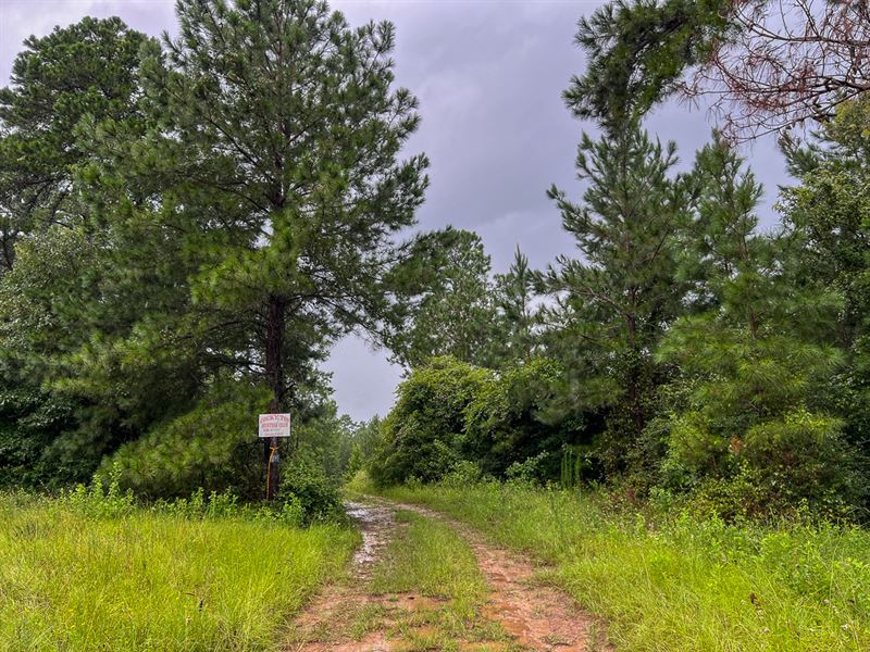 44 Acres, T-2, Off County Road 2064 : Crockett : Houston County : Texas